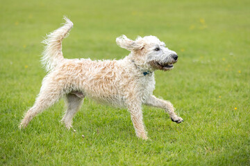 White labradoodle walking and having fun at the dogpark