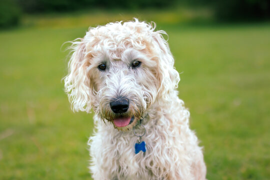 White labradoodle with blue tag looking at camera with a green background