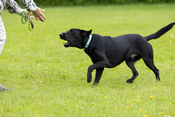 Young black Labrador wearing collar running on the grass with tennis ball in the mouth towards woman sticking hands out