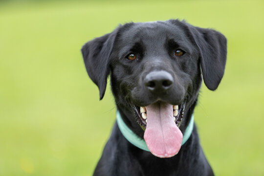 Young black Labrador retriever wearing collar and tongue sticking out of mouth with green background while staring into camera