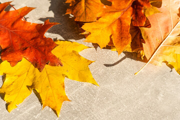 Colorful autumn leaves on a grey stone background. Top view. Copy space