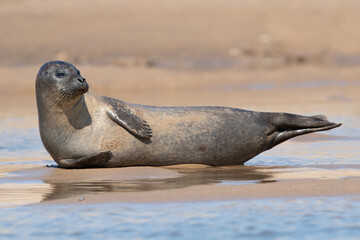 Harbour Seal (Phoca vitulina) hauled out on the sands of the Norfolk coast