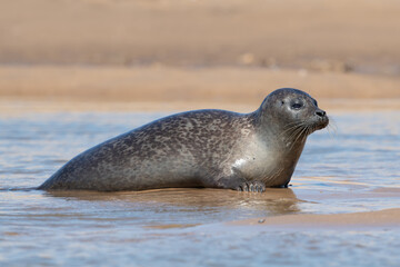 Fototapeta premium Harbour Seal (Phoca vitulina) hauled out on the sands of the Norfolk coast