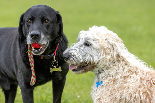 Black Labrador with red toy in the mouth and white labradoodle at the dog park