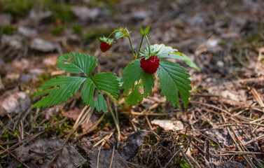 strawberries, summer berries, in a forest clearing