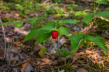strawberries, summer berries, in a forest clearing