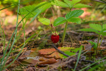 strawberries, summer berries, in a forest clearing
