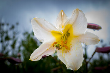 Low angle close-up view of Lilium candidum, the Madonna lily or also named white lily