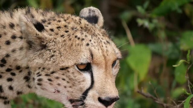 cheetah breathing in slow motion