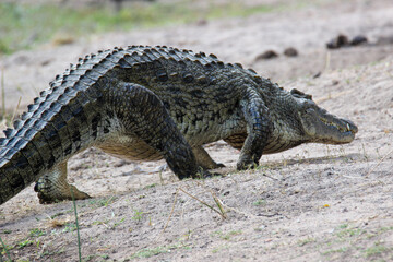 Nile Crocodile, Kruger National Park, South Africa