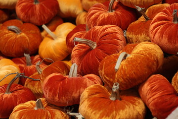 Velvet Pumpkins