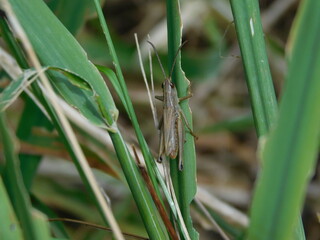  Chorthippus dorsatus is a species belonging to the family Acrididae, subfamily Gomphocerinae. It...