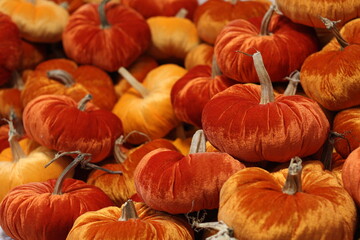 Velvet Pumpkins