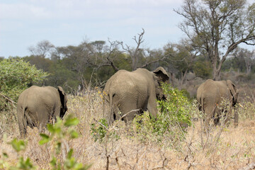 Obraz premium African Elephant, Kruger National Park, South Africa