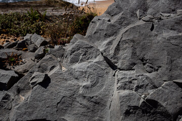 Detail of limestone rocks with remains of ammonite fossils in the Atlantic coast in Portugal