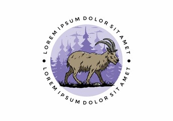 Hairy mountain goat with long horns