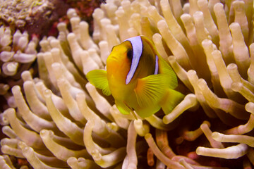Naklejka na ściany i meble Beautiful clownfish in the anemone in the warm tropical water of the Red Sea in Hurghada, Egypt. Loving scuba diving 