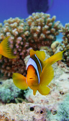 Fototapeta na wymiar Beautiful clownfish in the anemone in the warm tropical water of the Red Sea in Hurghada, Egypt. Loving scuba diving 