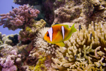 Fototapeta na wymiar Beautiful clownfish in the anemone in the warm tropical water of the Red Sea in Hurghada, Egypt. Loving scuba diving 