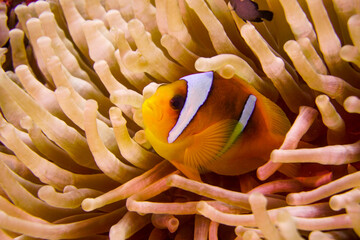 Beautiful orange clownfish in the anemone in the warm tropical water of the Red Sea in Hurghada, Egypt. Loving scuba diving  - obrazy, fototapety, plakaty