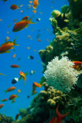 Beautiful coral reef with many fishes in the warm tropical water of the Red Sea in Hurghada, Egypt, seen while scuba diving 