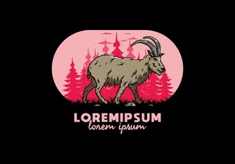 Hairy mountain goat with long horns