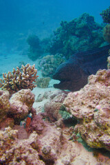 Naklejka na ściany i meble A large moray eel in the tropical warm waters in Hurghada Egypt while scuba diving 