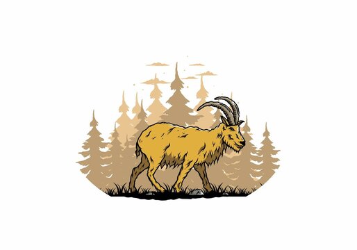 Hairy mountain goat with long horns
