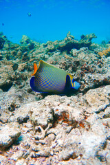 Naklejka na ściany i meble Beautiful Emperor Angelfish (Angel fish) swimming in turquoise blue waters of the Red Sea in Egypt, Hurghada. Colorful tropical corals full of fish in a scuba diving paradise. 