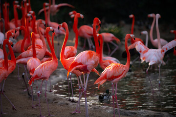 Pink Flamingo in nature. Phoenicopterus ruber in close contact with the female. Beauty Flamingos.