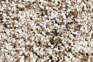 texture of broom flower petals