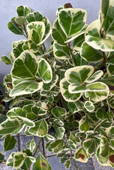 Fototapeta na wymiar Ficus triangularis variegata plant, triangular leaves