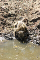 Chacma Baboon drinking water from a waterhole in the Kruger National Park, South Africa