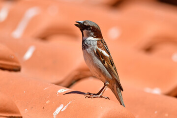 Haussperling - Männchen // House sparrow - male (Passer domesticus)
