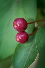 Small cherries on the tree in early summer in Binghamton, NY.  Red cherries with green leaves on tree.