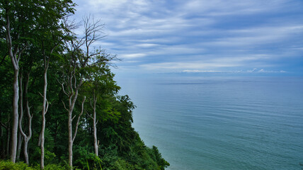 Obraz premium Wald Küste Meer