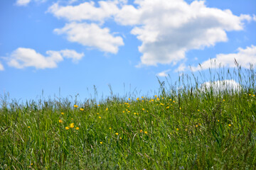 agricultural field with grass and flowers and blue sky with clouds on background