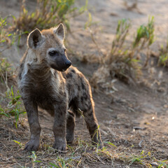 a small spotted hyena cub