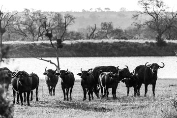 a herd of cape buffalo in black and white
