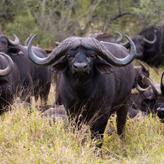 a massive African buffalo bull 
