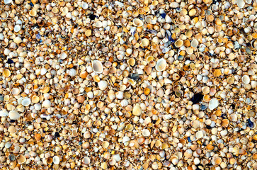 The texture of the summer sea beach - sand with small shells, top view. Summer natural background