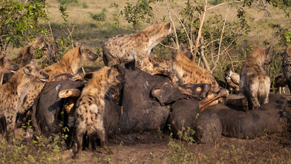 Gevlekte hyena die zich voedt met een karkas van een Afrikaanse olifant