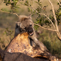 Spotted hyena feeding on an African elephant carcass