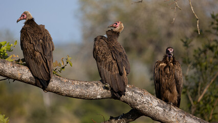 three hooded vultures perched on a branch