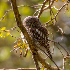 a barred owlet in day time