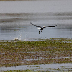 a fish eagle not catching a fish