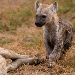 Spotted hyena cub in the wild