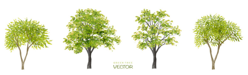 Vector watercolor of tree side view isolated on white background for landscape  and architecture drawing, elements for environment and garden,botanical for section 