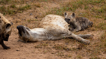 spotted hyena mother and cub