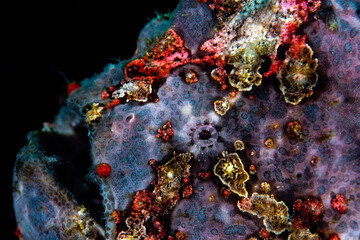 Giant frog fish yawning